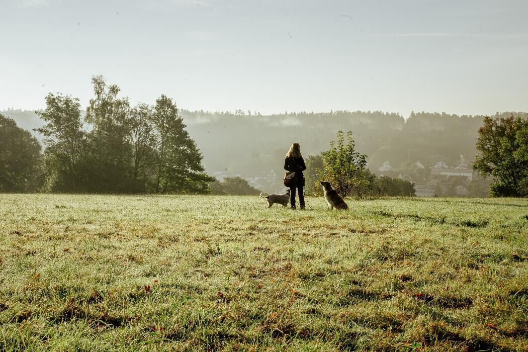 Bilder TEAMH Hundeschule Schömberg