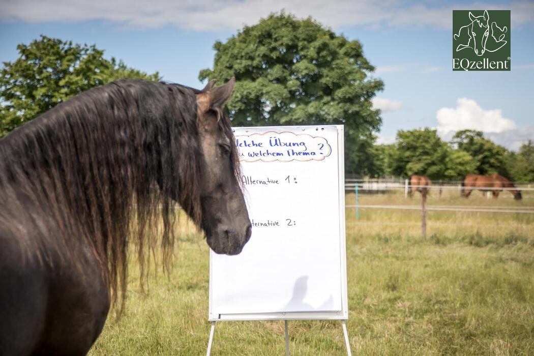 Bilder EQzellent - Bildungszentrum für pferdegestützte Coachings