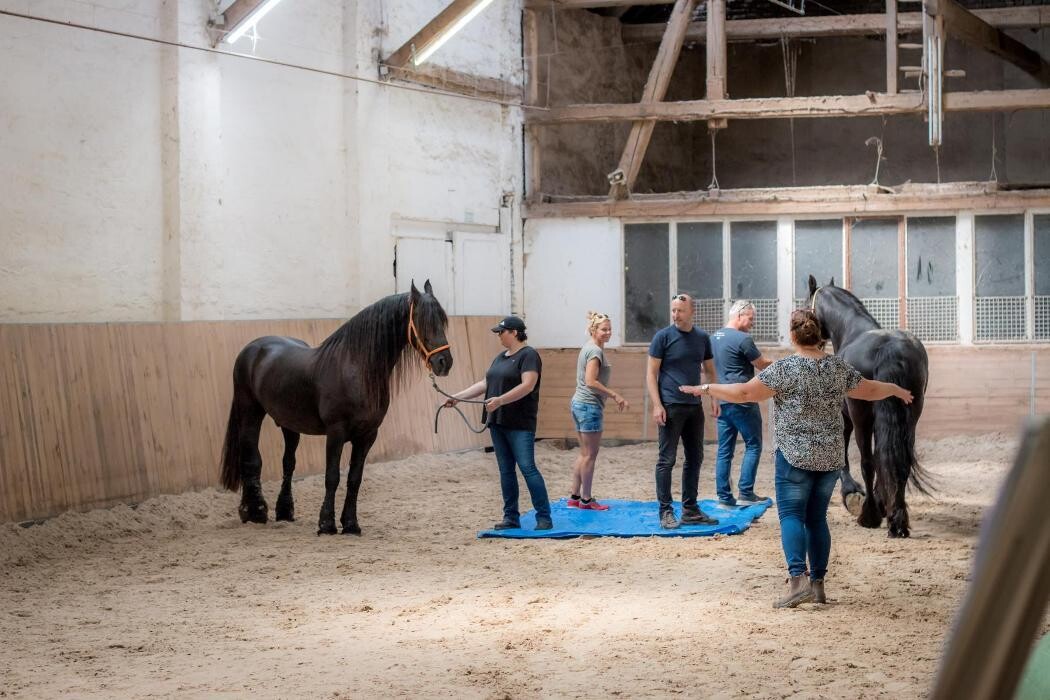 Bilder EQzellent - Bildungszentrum für pferdegestützte Coachings
