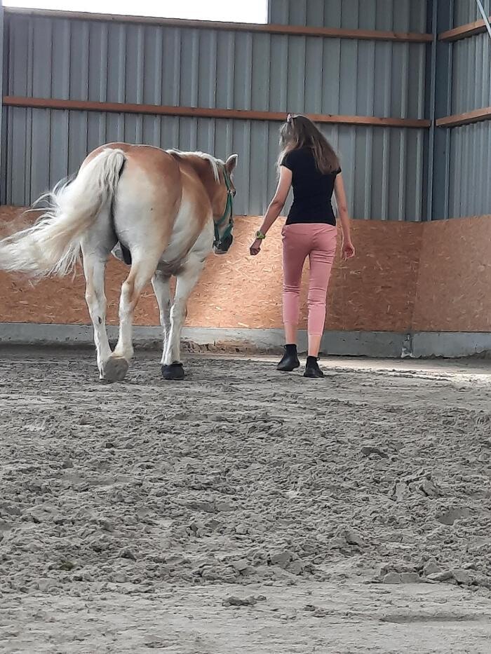 Bilder EQzellent - Bildungszentrum für pferdegestützte Coachings