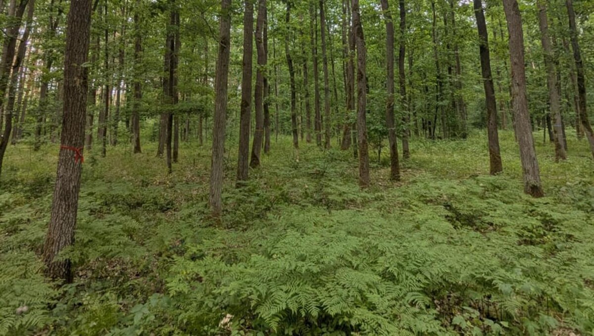 Bilder FriedWald Oberkrämer