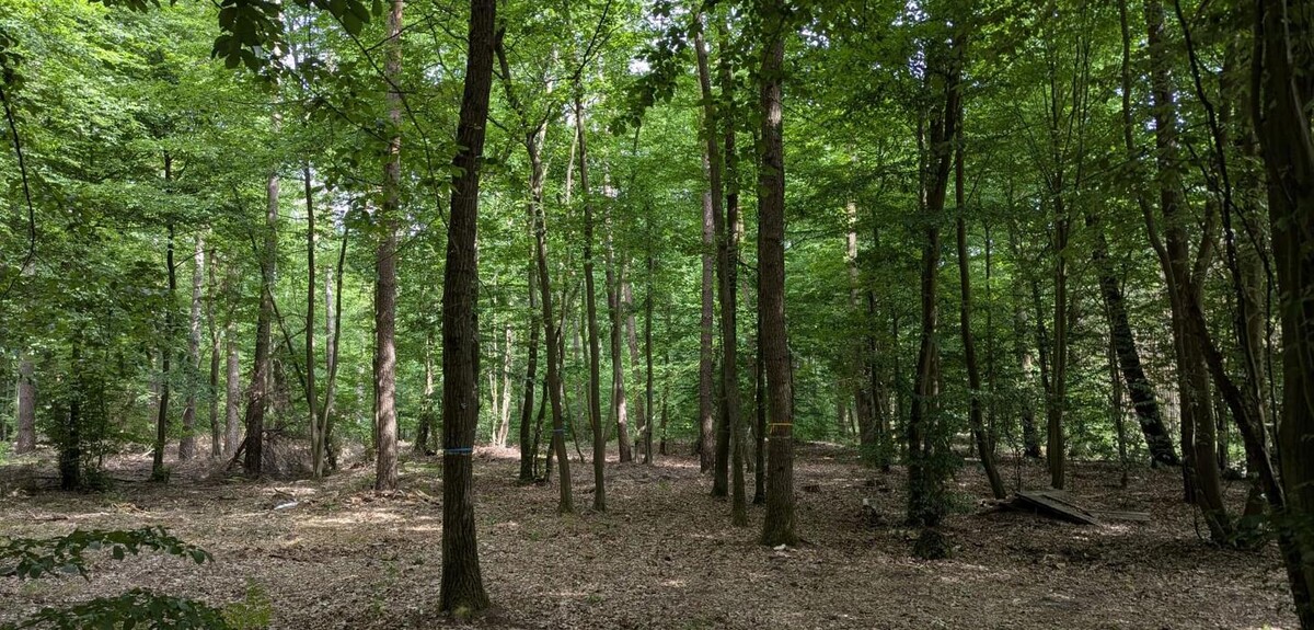 Bilder FriedWald Oberkrämer