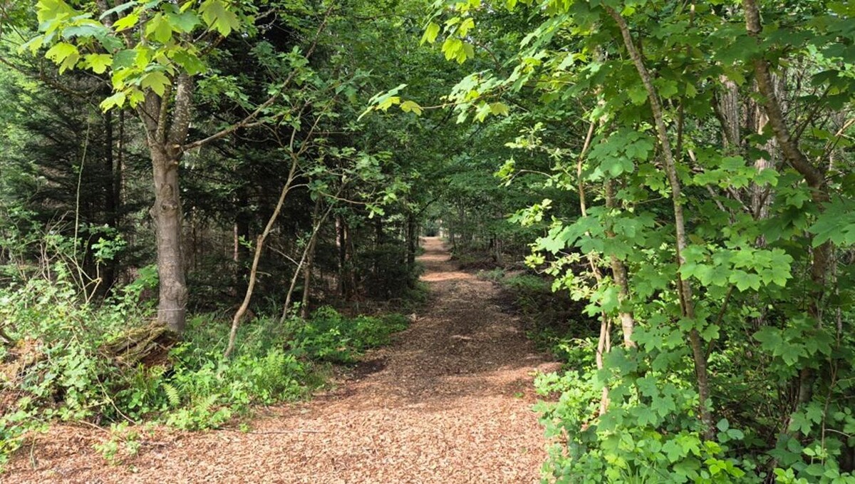 Bilder FriedWald Friolzheim