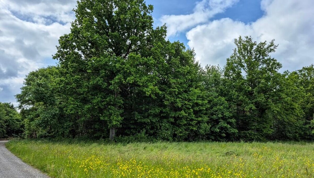 Bilder FriedWald Friolzheim