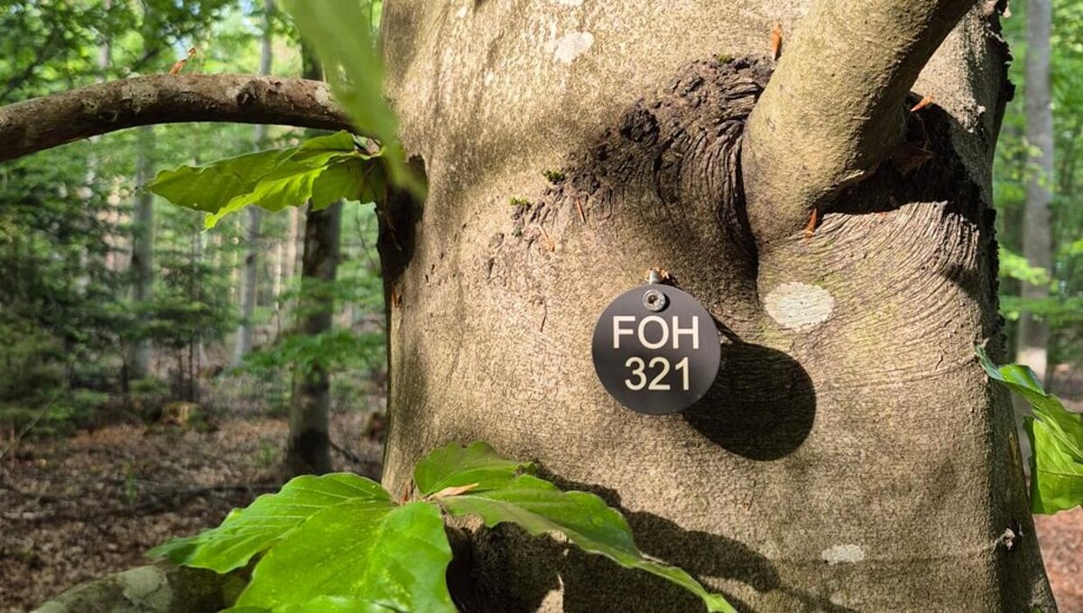 Bilder FriedWald Friolzheim