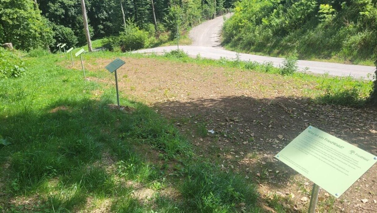 Bilder FriedWald Starzach