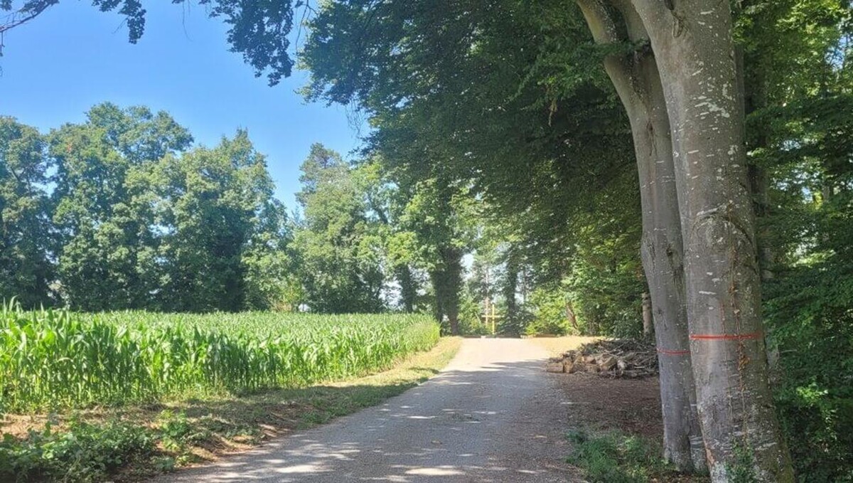 Bilder FriedWald Starzach