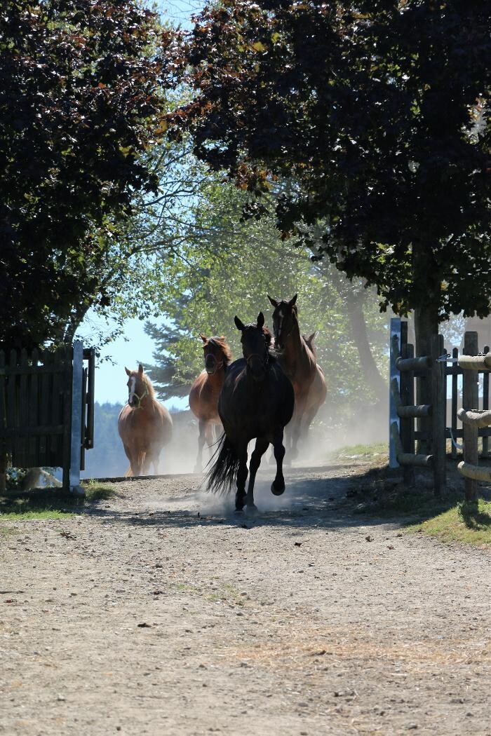 Bilder Reitschule Lautlos