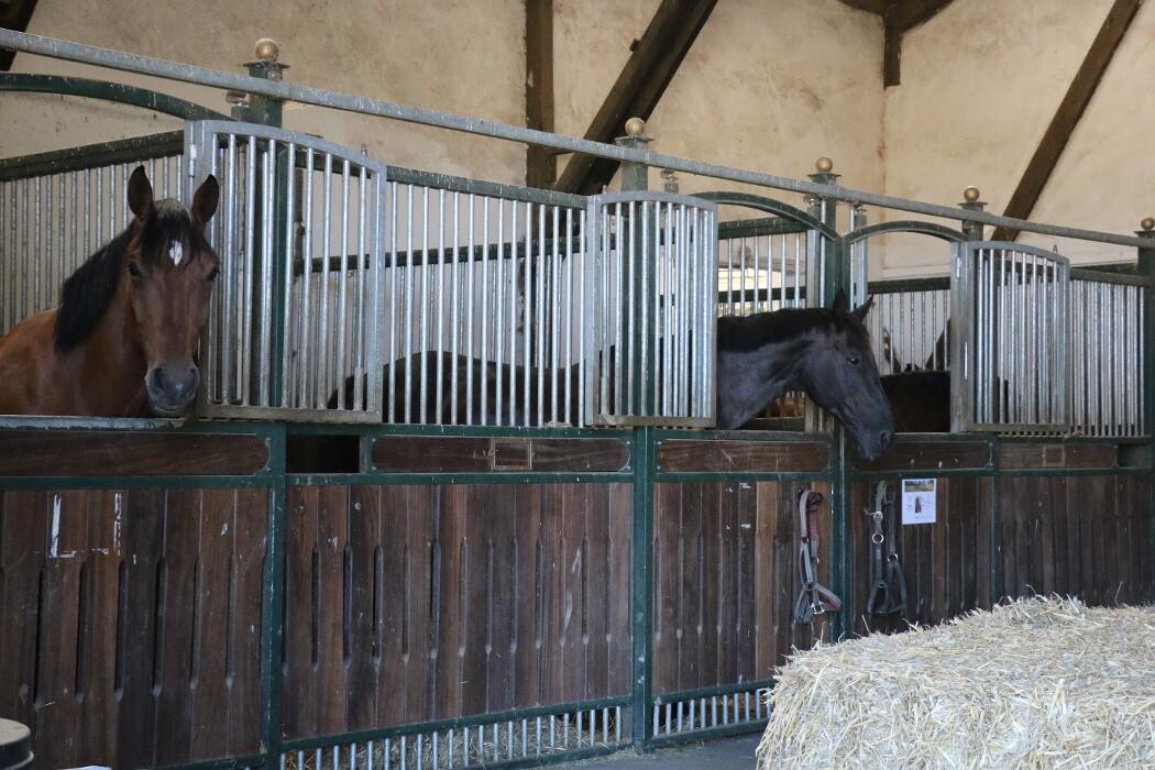 Bilder Reitschule Lautlos