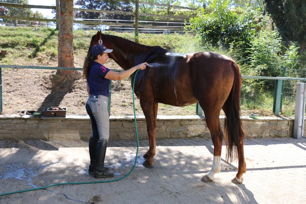 Bilder Reitschule Lautlos