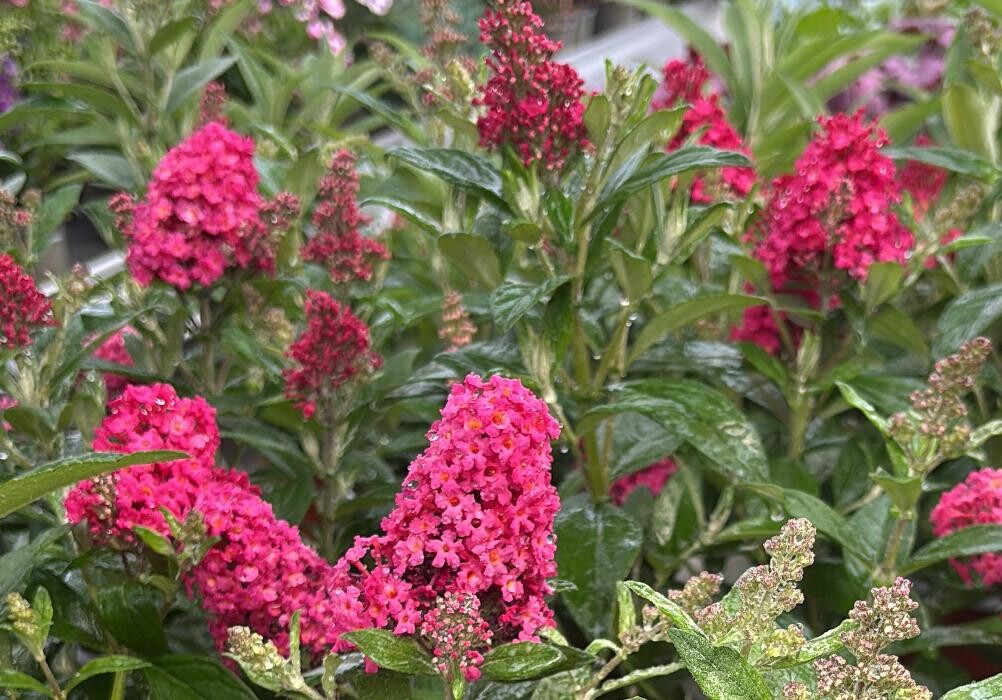 Bilder Garten & Floristik Prifling
