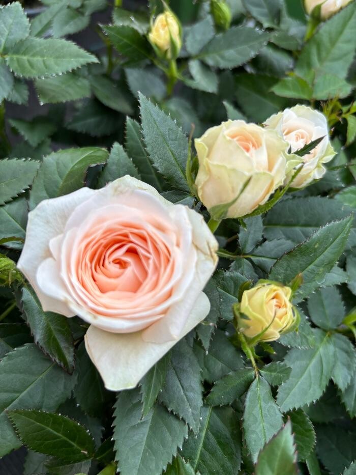 Bilder Garten & Floristik Prifling