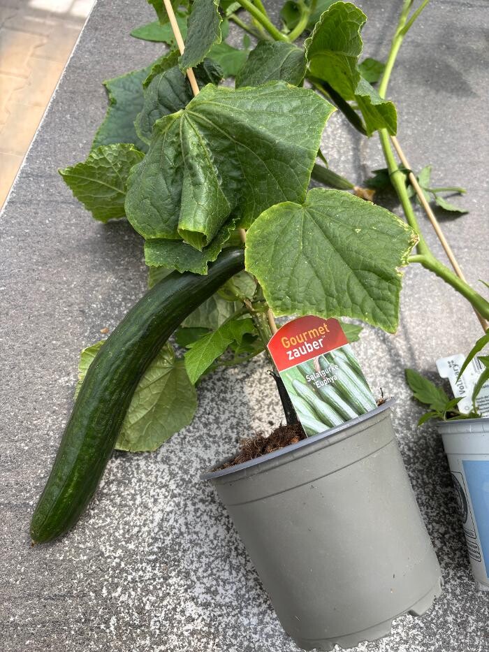 Bilder Garten & Floristik Prifling
