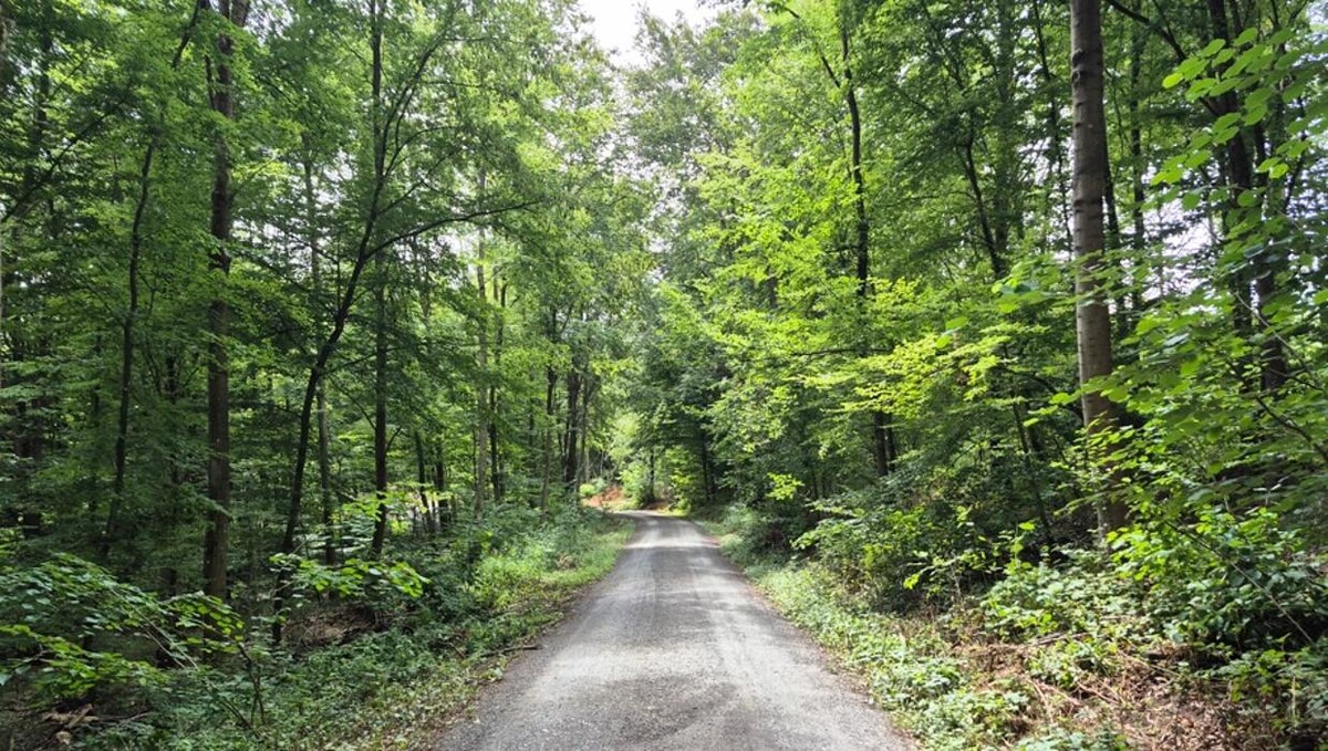 Bilder FriedWald Wiesenbach
