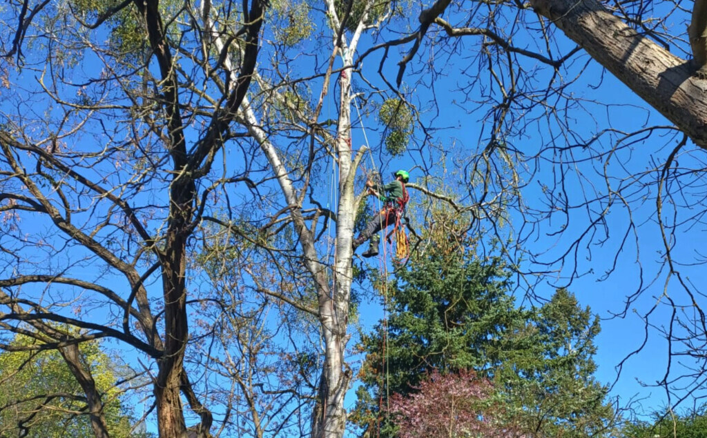 Bilder Baum- und Gartenpflege Schifelbein GmbH