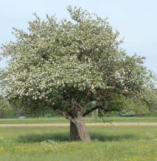 Bilder Baum- und Gartenpflege Schifelbein GmbH