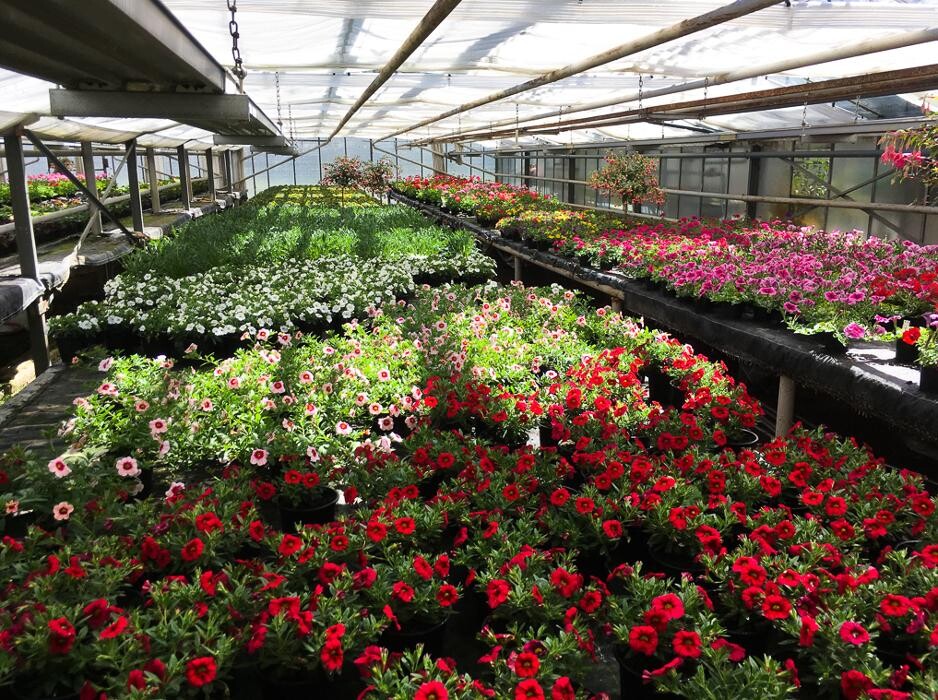 Bilder Geschwind Dietmar Gärtnerei Friedhofsgärtnerei Blumen