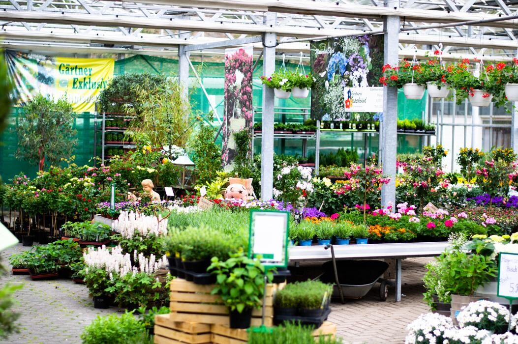 Bilder Geschwind Dietmar Gärtnerei Friedhofsgärtnerei Blumen