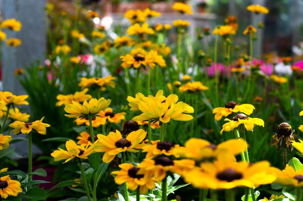 Bilder Geschwind Dietmar Gärtnerei Friedhofsgärtnerei Blumen