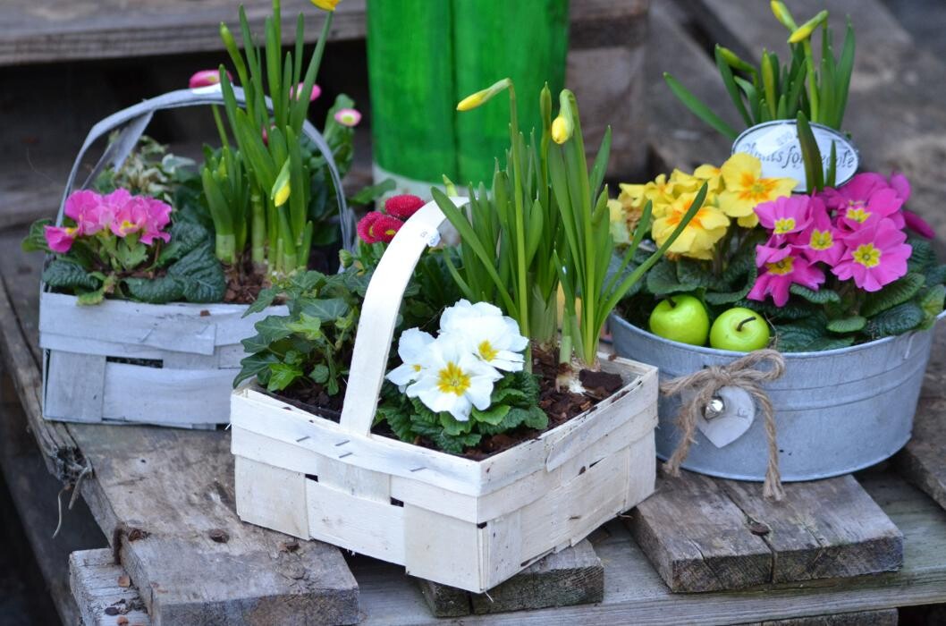 Bilder Geschwind Dietmar Gärtnerei Friedhofsgärtnerei Blumen