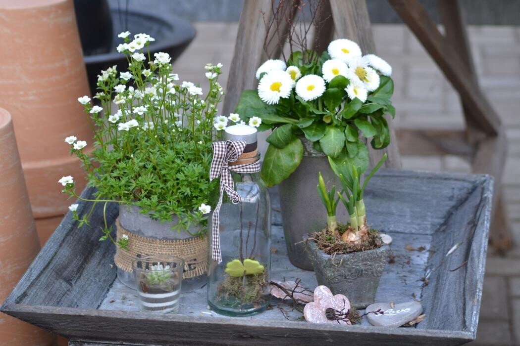 Bilder Geschwind Dietmar Gärtnerei Friedhofsgärtnerei Blumen