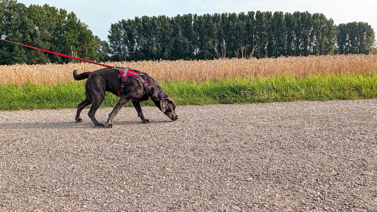 Bilder Hundeschule "Smell & Trail"