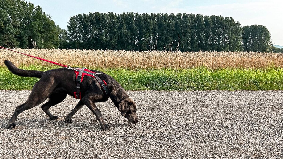 Bilder Hundeschule "Smell & Trail"