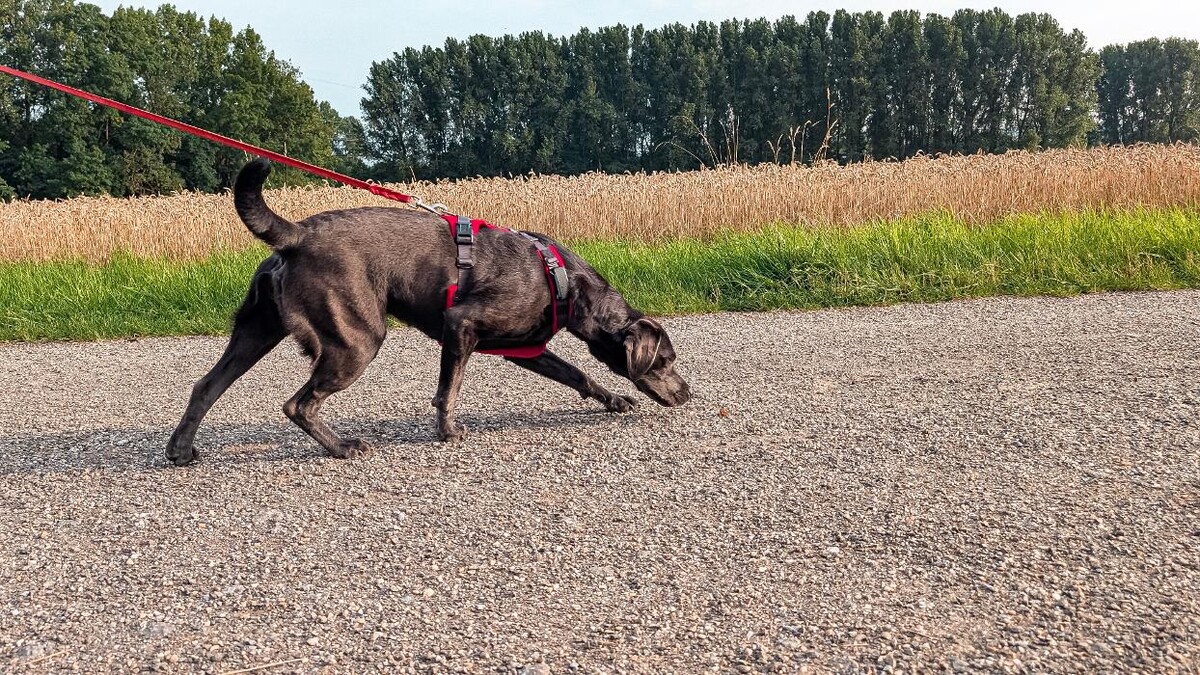Bilder Hundeschule "Smell & Trail"