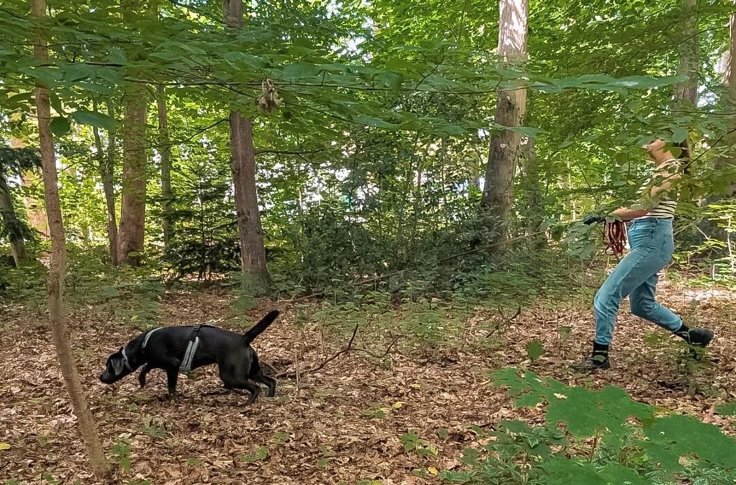 Bilder Hundeschule "Smell & Trail"