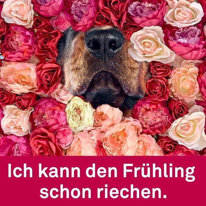 Bilder Stauss, Uhren und Schmuck