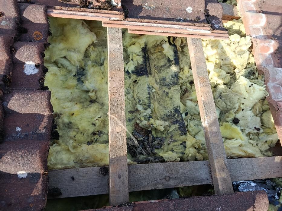 Bilder Marder Solution