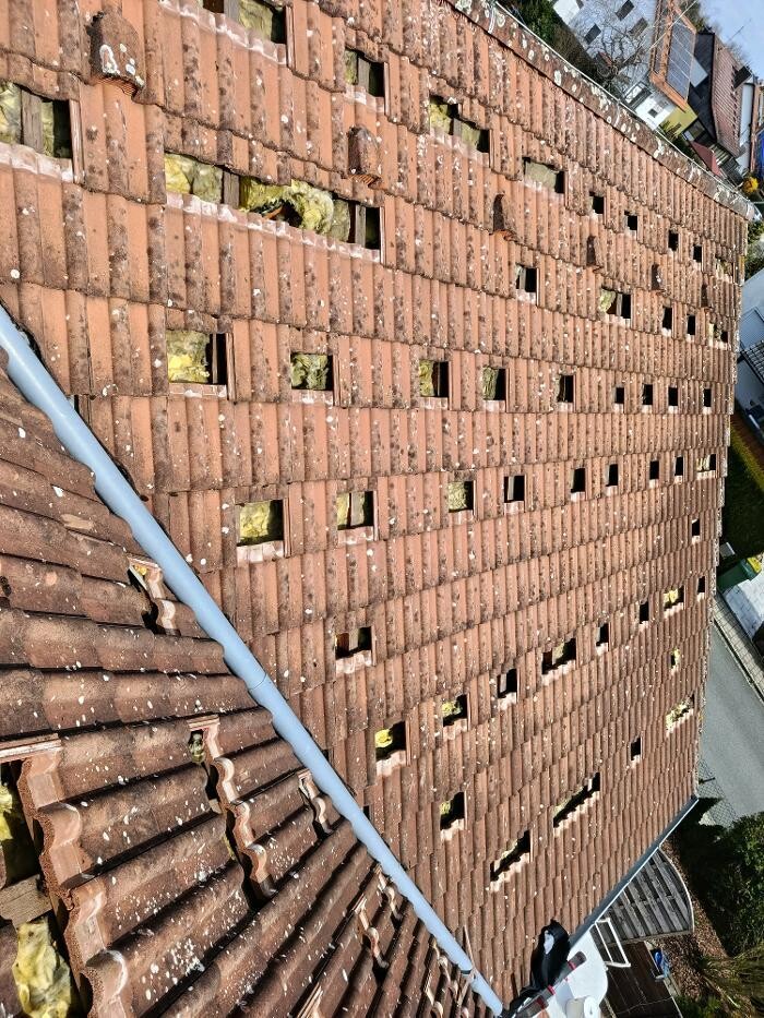 Bilder Marder Solution
