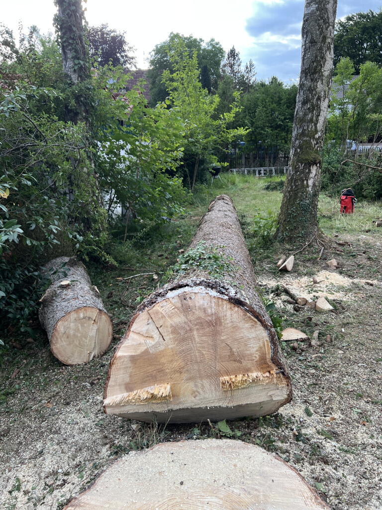 Bilder Baum und Gartenpflege Lukas Pietrzak