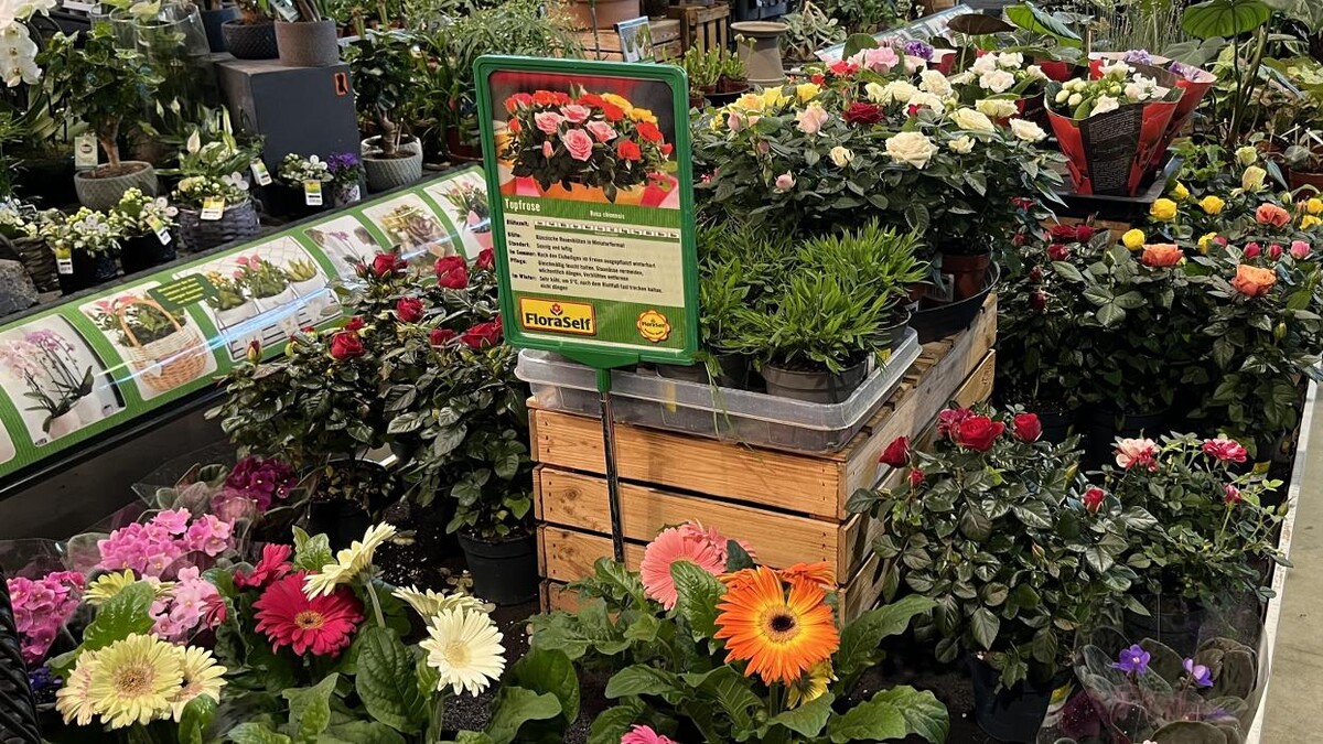 Bilder HORNBACH Gartencenter Berlin-Weissensee