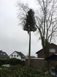 Bilder Galabau Löwen