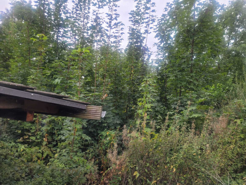 Bilder Scholz Allroundservice