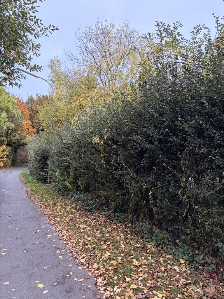 Bilder GrünWerk Daniel Bodenstab