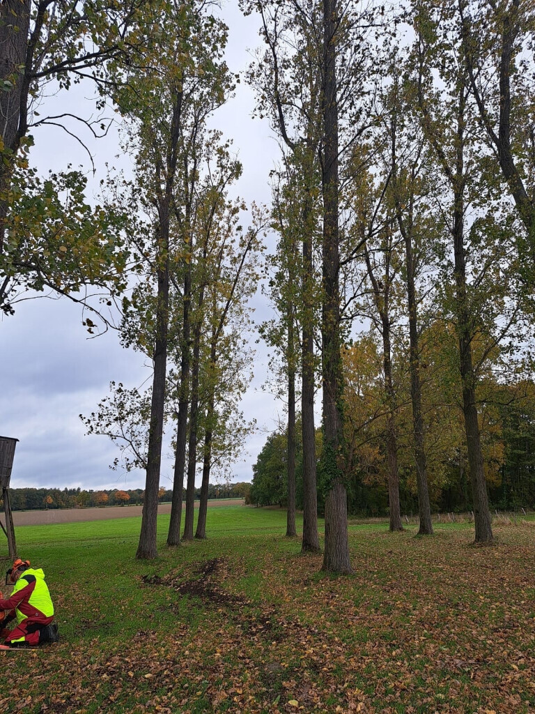 Bilder GrünWerk Daniel Bodenstab