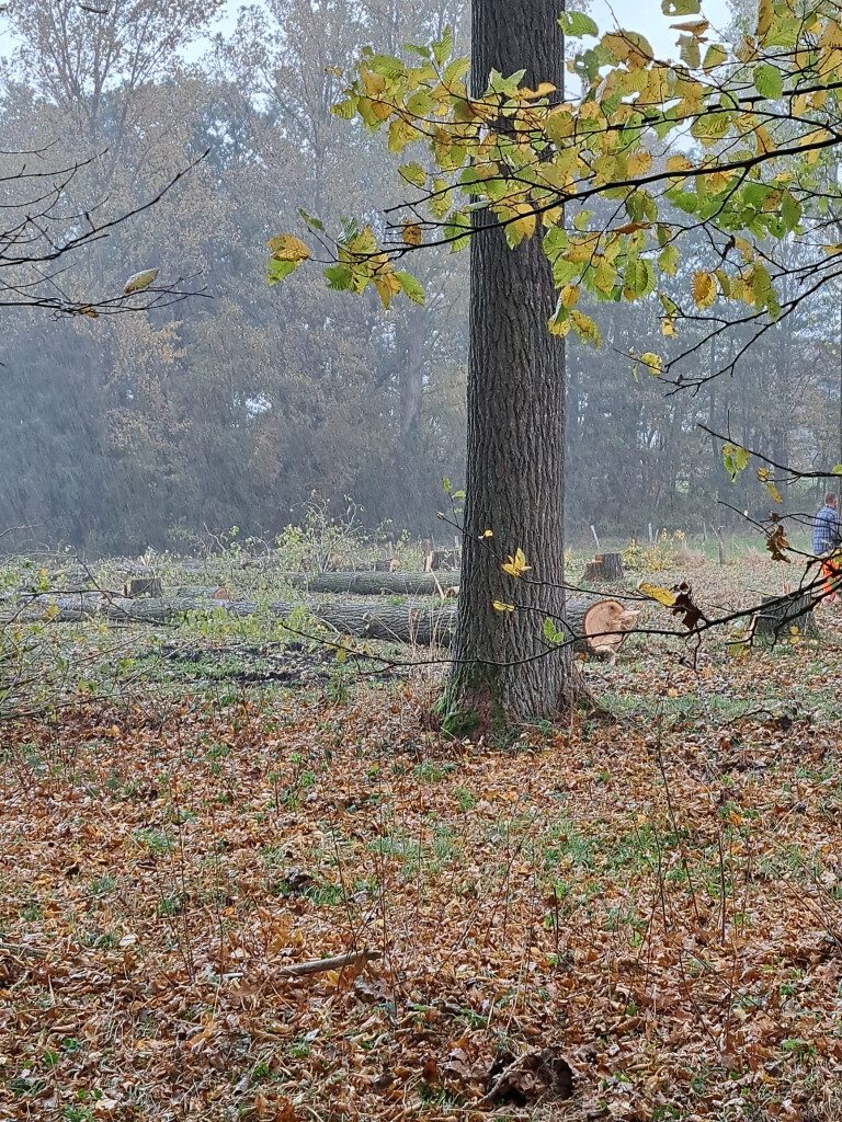 Bilder GrünWerk Daniel Bodenstab