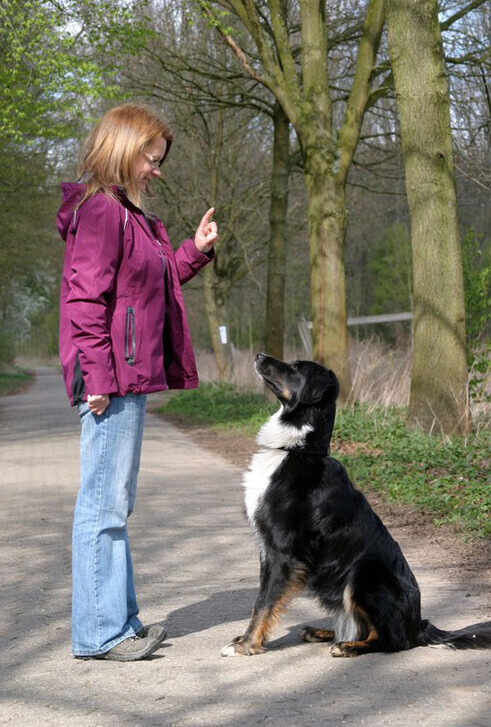 Bilder Hundezentrum MG