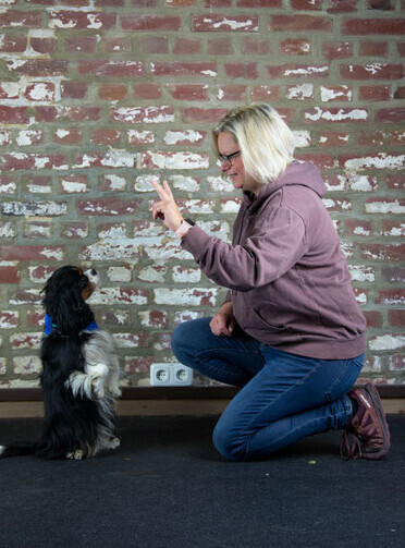 Bilder Hundezentrum MG