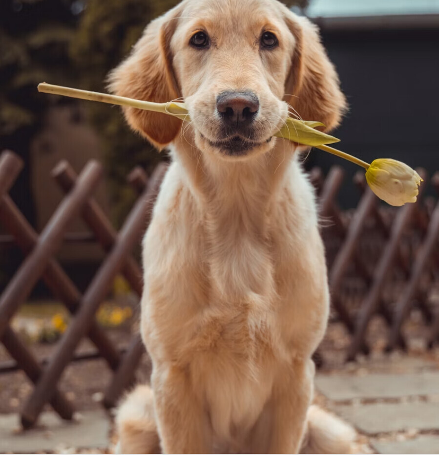 Bilder Hundezentrum MG