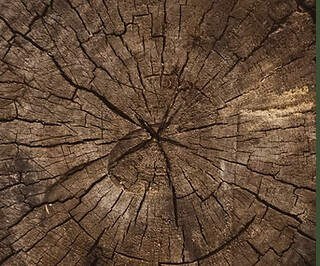 Bilder Luwa Gartenbau