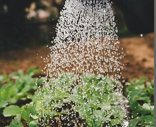 Bilder Luwa Gartenbau