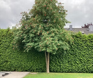 Bilder Luwa Gartenbau