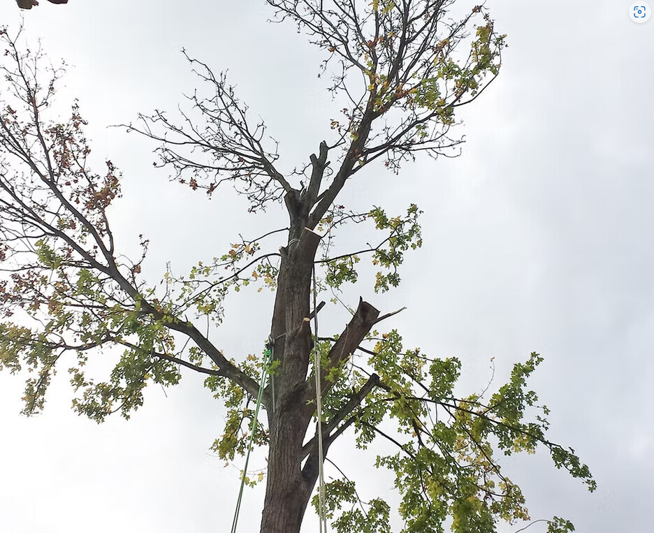 Bilder Luwa Gartenbau