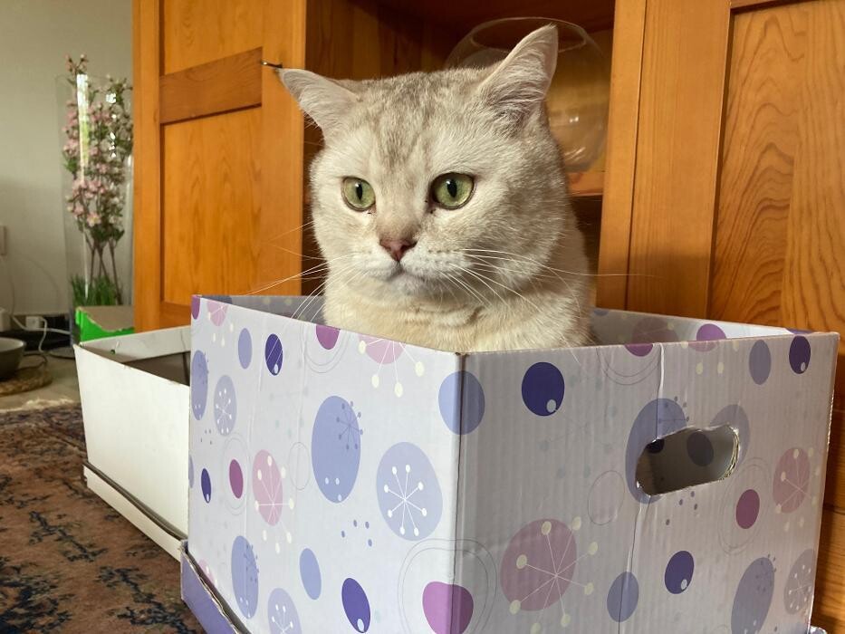 Bilder Tierbetreuung Katze und Co.eGbR