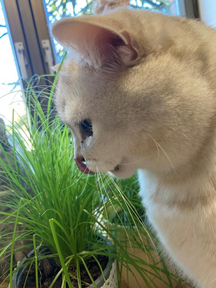 Bilder Tierbetreuung Katze und Co.eGbR