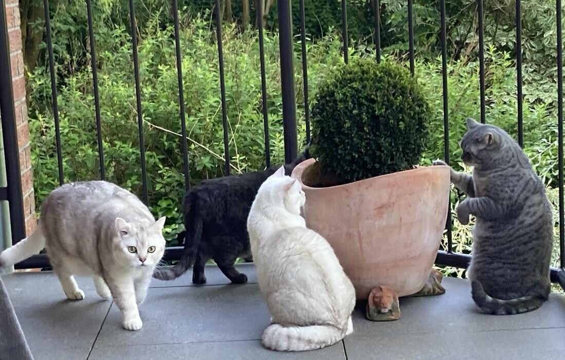 Bilder Tierbetreuung Katze und Co.eGbR