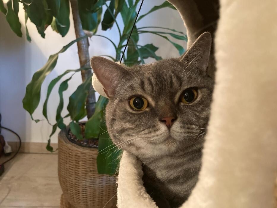 Bilder Tierbetreuung Katze und Co.eGbR